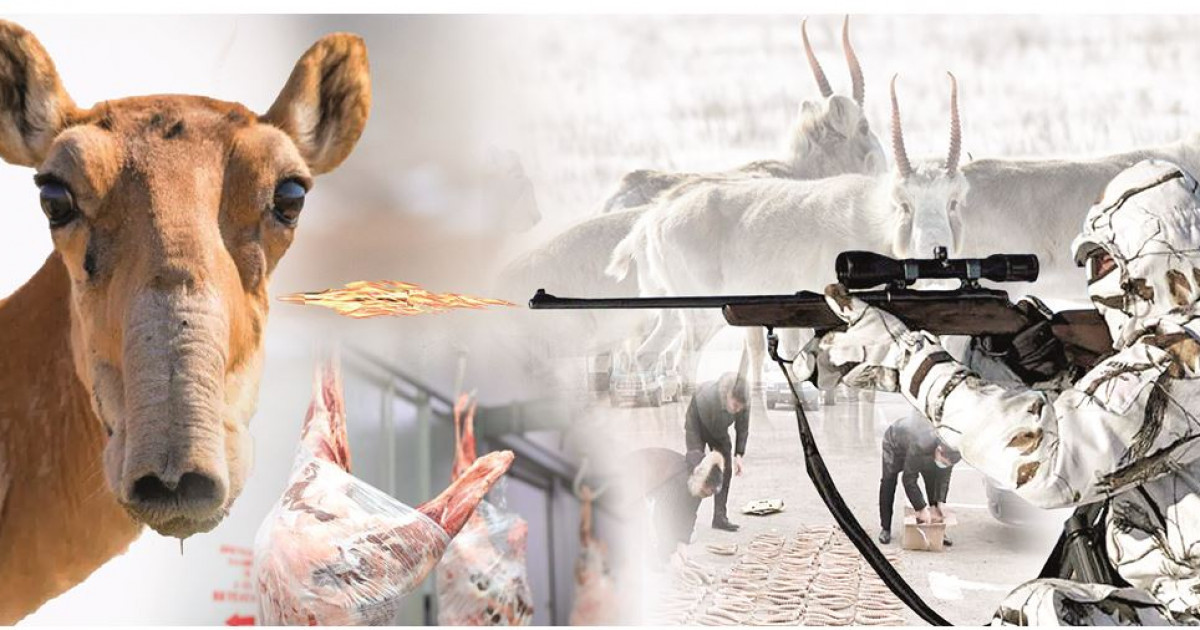 Коллаж: Елдар ҚАБА