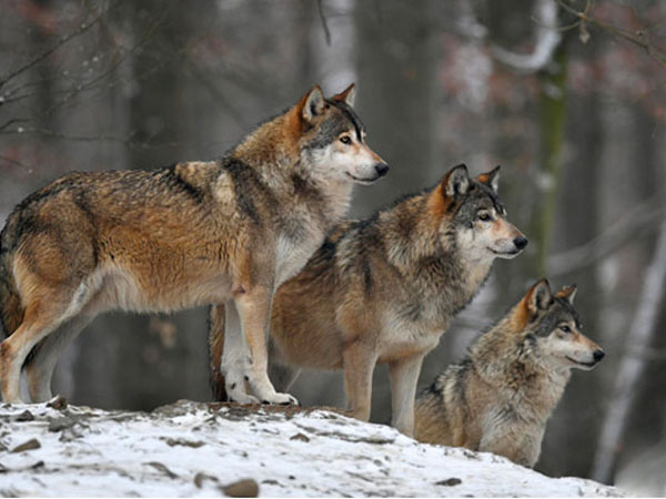 Ерсін МҰСАБЕК. АЛМАТТЫҢ АЗАБЫ (Әңгіме)