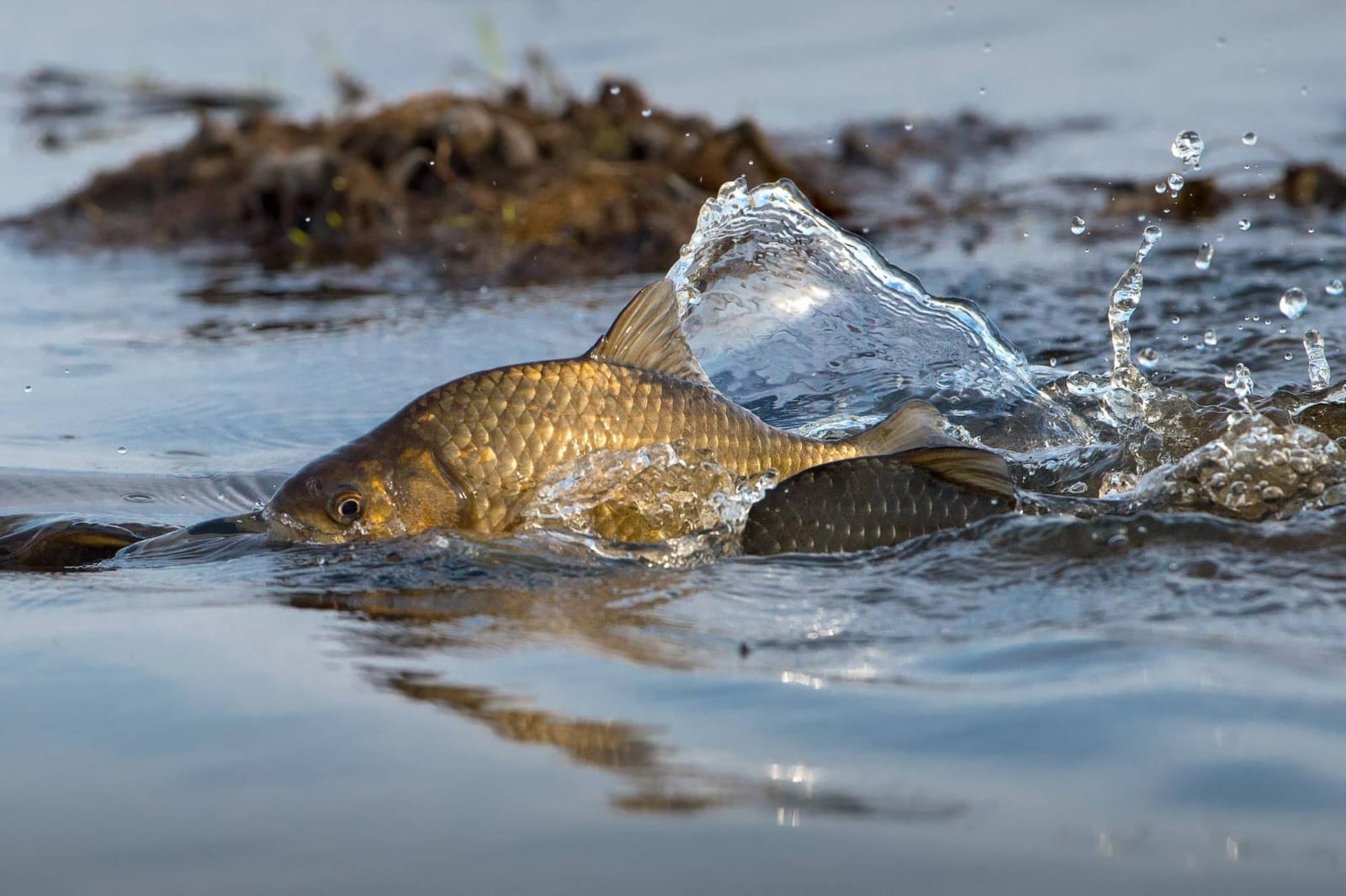 Балық та байлық көзі немесе Таңатбайдағы тындырымды істер